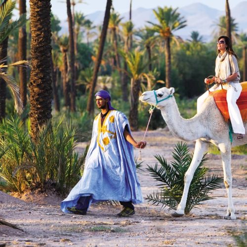camel
