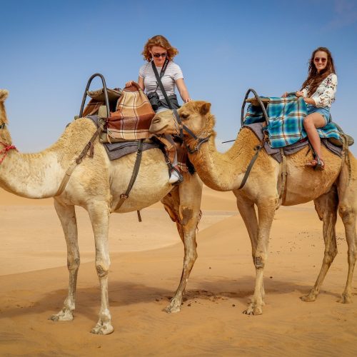 camel-4785794_1920