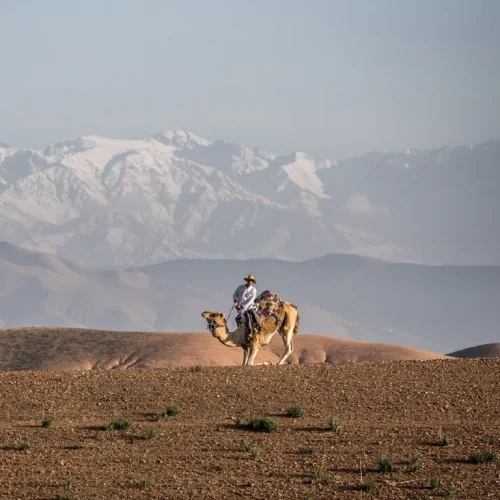 camel desert agafay