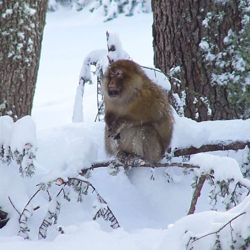ifrane 2